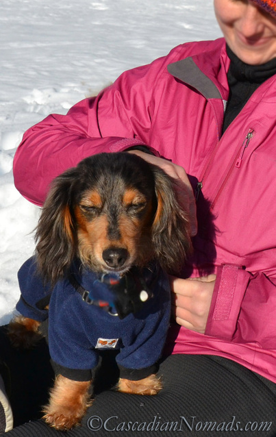 Tips to Keep Dogs Warm During Pet Friendly Outdoor Activities- Miniature dachshund Wilhelm takes a break from snowhsoeing on a sunny lap.