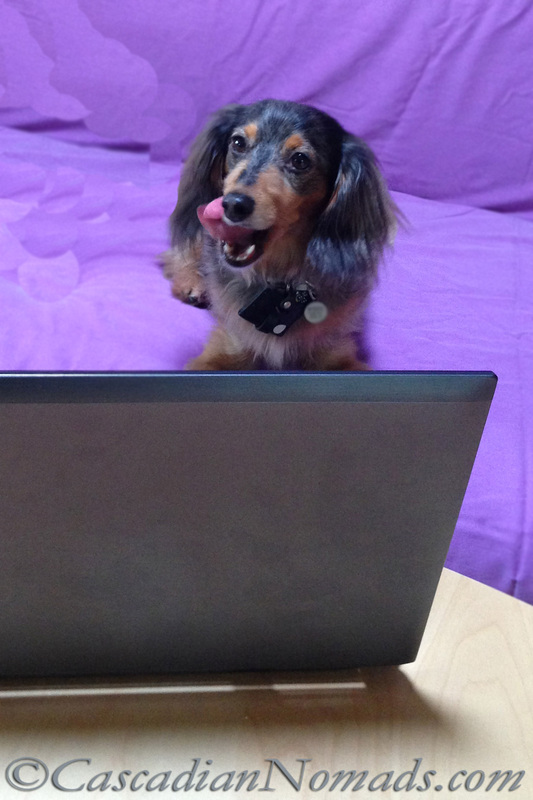Blog The Change For Animals: How much screen time is too much screen time?