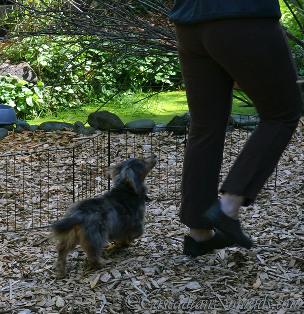 Miniature dachshund, Wilhelm, happily practicing a heel with his trainer.