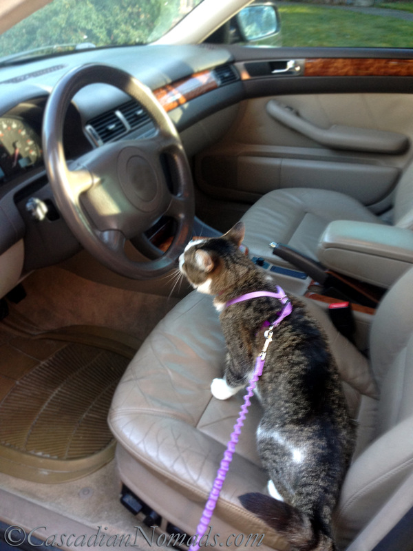 If Pets Had Thumbs Day: Adventure cat Amelia sniffs the steering wheel.