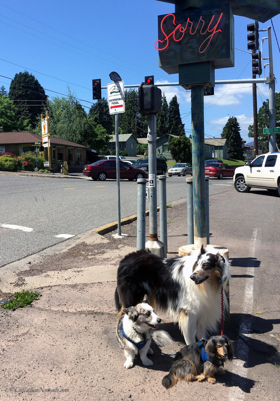 Neon Sorry sign with three traveling dogs, rough collie Huxley, Cardigan Welsh corgi Brychwyn, and miniature dachshund Wilhelm, Hood River, Oregon, Cascadia